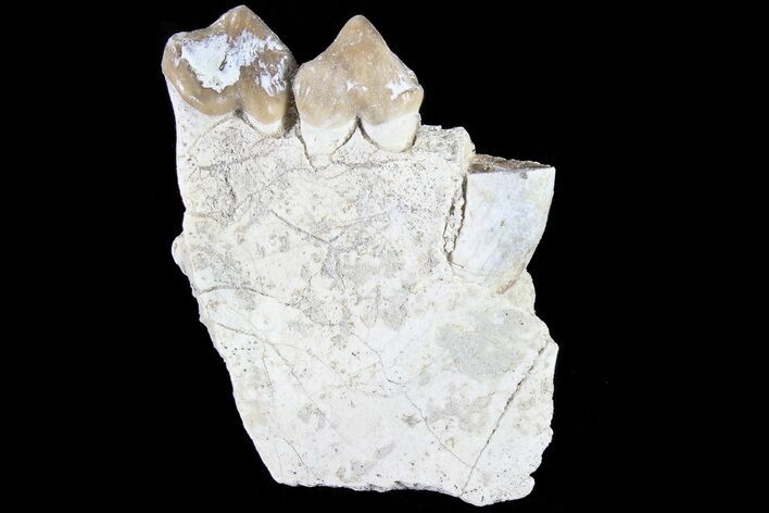 Oreodont Jaw Section With Teeth - South Dakota #82192